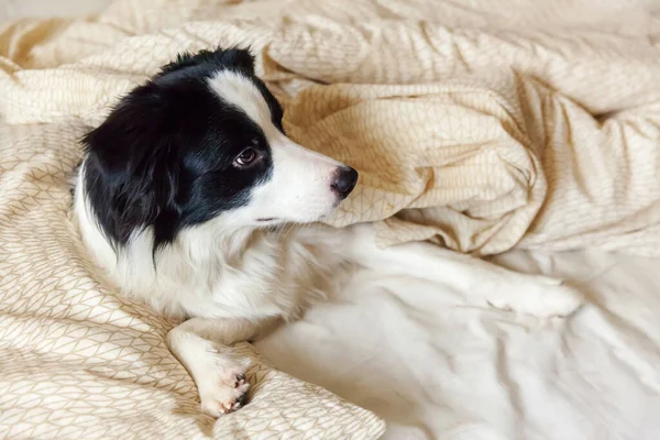 Yatakta Yastıklı Battaniyeye Uzanmış Gülümseyen Köpek Yavrusunun Portresi Beni Rahatsız — Stok fotoğraf