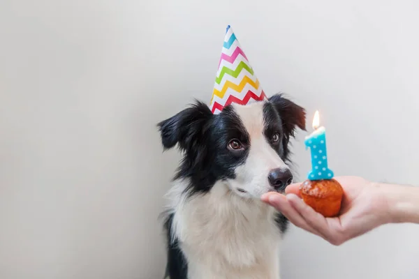 白い背景に隔離されたナンバーワンのキャンドルとカップケーキの休日のケーキを見て誕生日の愚かな帽子を身に着けているかわいい笑顔子犬犬の国境のコリーの面白い肖像画 ハッピーバースデーパーティーのコンセプト — ストック写真