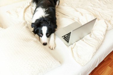 Mobil Ofis evde. Evde dizüstü bilgisayar kullanarak internette gezinen sevimli köpek yavrusu Colie 'nin komik portresi. Evcil hayvan hayatı serbest iş karantina konsepti