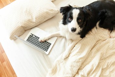Mobil Ofis evde. Evde dizüstü bilgisayar kullanarak internette gezinen sevimli köpek yavrusu Colie 'nin komik portresi. Evcil hayvan hayatı serbest iş karantina konsepti