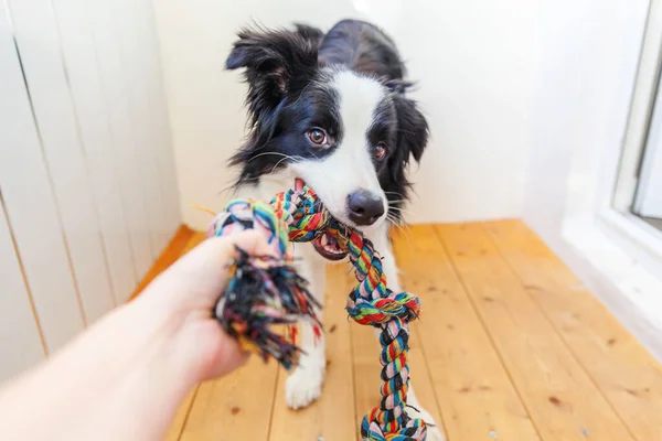 Funny Portrait Cute Smilling Puppy Dog Border Collie Holding Colourful — Stock Photo, Image