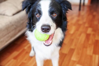 Gülümseyen şirin köpek yavrusunun komik portresi. Ağzında oyuncak top tutan çoban köpeği. Ailemizin yeni sevimli üyesi küçük köpek ev sahibiyle oynuyor. Hayvan bakımı ve hayvan bakımı kavramı