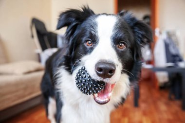 Gülümseyen şirin köpek yavrusunun komik portresi. Ağzında oyuncak top tutan çoban köpeği. Ailemizin yeni sevimli üyesi küçük köpek ev sahibiyle oynuyor. Hayvan bakımı ve hayvan bakımı kavramı