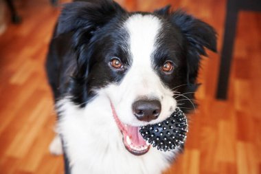 Gülümseyen şirin köpek yavrusunun komik portresi. Ağzında oyuncak top tutan çoban köpeği. Ailemizin yeni sevimli üyesi küçük köpek ev sahibiyle oynuyor. Hayvan bakımı ve hayvan bakımı kavramı