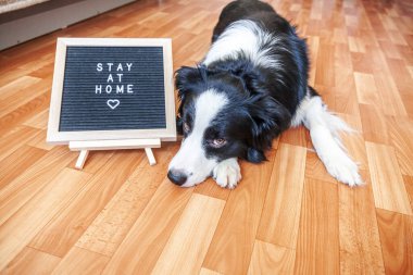 Evde kal. Üzerinde yazı tahtası olan sevimli köpek yavrusunun komik portresi. Yerde yatan ev sözcüğü. Evdeki küçük köpek, ailenin yeni sevimli üyesi. Hayvan bakımı karantina konsepti