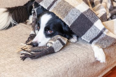 Evde kal. Yavru köpek sınır köpeğinin komik portresi kanepenin altında yatıyordu. Aile fertlerinin yeni üyesi küçük köpek battaniyenin altında ısınıyor. Hayvan bakımı hayvan hayatı karantina konsepti