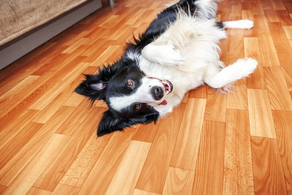 Resta Casa Divertente Ritratto Sorridente Cucciolo Cane Confine Collie Sdraiato — Foto Stock