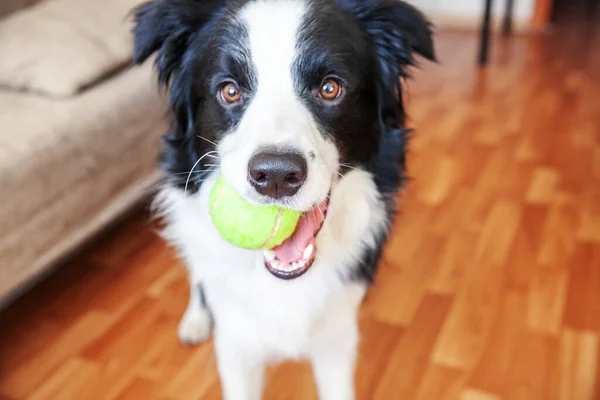 Gülümseyen Şirin Köpek Yavrusunun Komik Portresi Ağzında Oyuncak Top Tutan — Stok fotoğraf