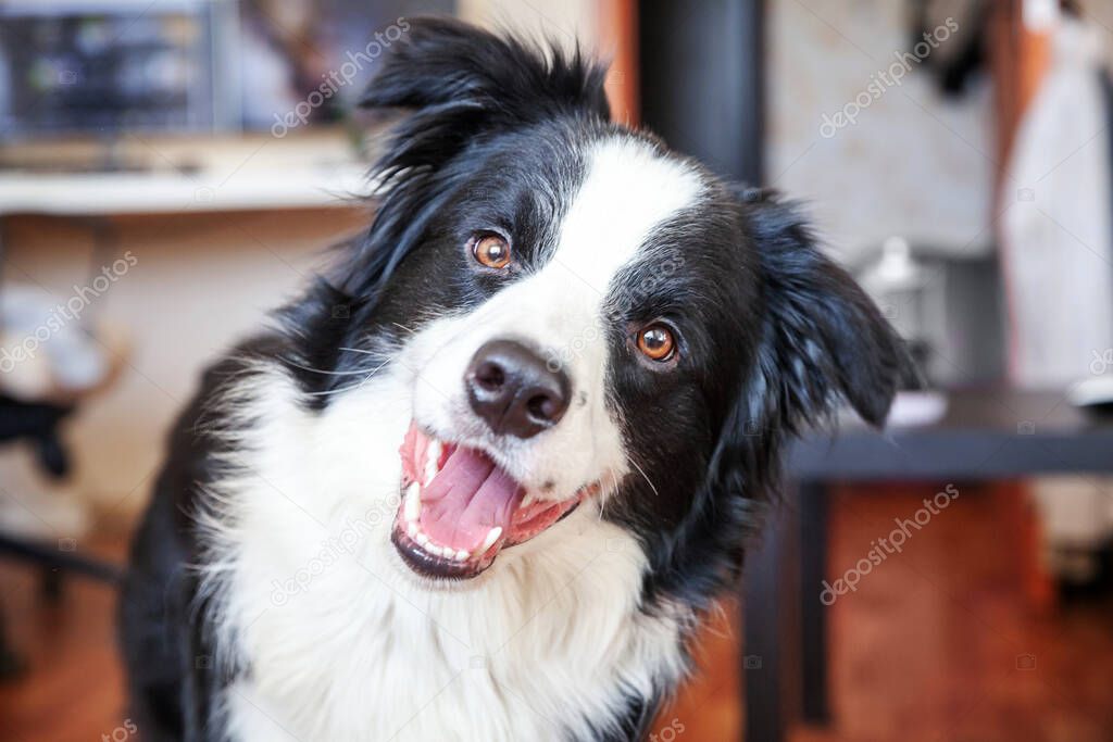 Stay home. Funny portrait of cute smilling puppy dog border collie indoors. New lovely member of family little dog at home gazing and waiting. Pet care and animal life quarantine concept