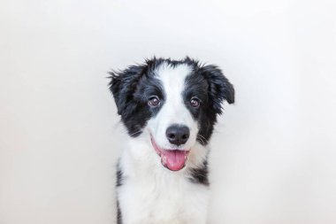 Komik stüdyo portre sevimli güleryüzlü köpek yavrusu köpek kenar kömür ocağı beyaz arka plan üzerinde izole. Bakarız ve ödül için bekleyen aile küçük köpek yeni güzel üyesi. Evde beslenen hayvan kaygı ve hayvanlar kavramı