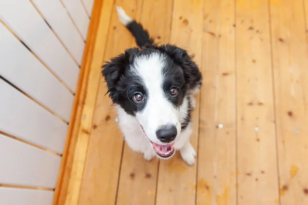 可愛い笑顔の子犬犬の境界線の面白い肖像画は屋内に横たわっている 家族の小さな犬の新しい素敵なメンバーが家を見て待っています ペットケアと動物のコンセプト — ストック写真