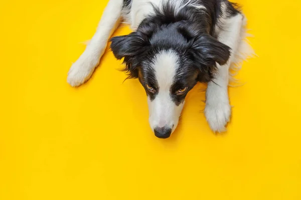 黄色の背景に隔離されたかわいい笑顔の子犬犬の国境コリーの面白いスタジオの肖像画 家族の小さな犬の新しい素敵なメンバーは 報酬を見て待っています ペットケアと動物のコンセプト — ストック写真