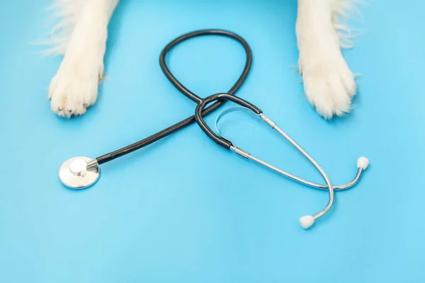 Puppy Hond Rand Collie Poten Stethoscoop Geïsoleerd Blauwe Achtergrond Kleine — Stockfoto