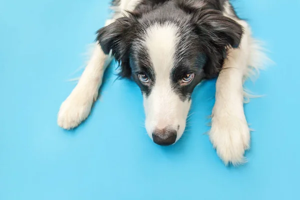 青い背景に隔離されたかわいいスミリング子犬のボーダーコリーの面白いスタジオの肖像画 家族の小さな犬の新しい素敵なメンバーが見つめて 報酬を待っています ペットケアと動物のコンセプト — ストック写真
