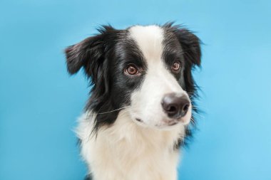 Mavi arka plan üzerinde izole sevimli smilling köpek yavrusu sınır collie Komik stüdyo portresi. Ailenin yeni güzel üyesi küçük köpek bakıyor ve ödül bekliyor. Evcil hayvan bakımı ve hayvan konsepti.