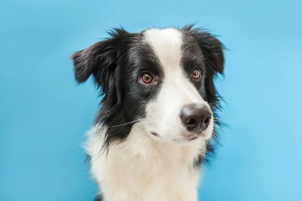 青い背景に隔離されたかわいいスミリング子犬のボーダーコリーの面白いスタジオの肖像画 家族の小さな犬の新しい素敵なメンバーが見つめて 報酬を待っています ペットケアと動物のコンセプト — ストック写真