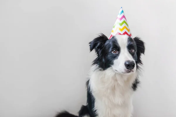 白い背景に隔離されたカメラを見て誕生日の愚かな帽子を身に着けているかわいい笑顔の子犬犬の国境のコリーの面白い肖像画 誕生日パーティーのコンセプト 面白いペット動物の生活 — ストック写真