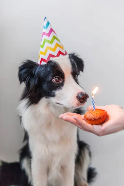 Grappig Portret Van Een Schattige Glimlachende Puppy Border Collie Met — Stockfoto