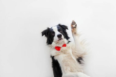 Komik bir köpek yavrusu portresi papyonlu çoban köpeği beyaz arka planda izole edilmiş bir beyefendi ya da damat. Ailenin yeni sevimli üyesi küçük köpek kameraya bakıyor. Komik hayvan hayvan yaşam konsepti