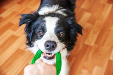 Gülümseyen şirin köpek yavrusunun komik portresi. Renkli yeşil oyuncağı ağzında tutuyor. Ailemizin yeni sevimli üyesi küçük köpek ev sahibiyle oynuyor. Hayvan bakımı ve hayvan bakımı kavramı