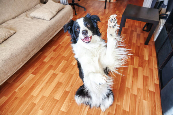 Stay home. Funny portrait of smilling puppy dog border collie sitting on floor indoors. New lovely member of family little dog at home gazing and waiting. Pet care and animal life quarantine concept