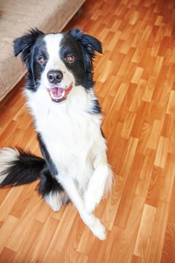 Evde kal. Köpek yavrusu gülen Collie 'nin komik portresi içeride yerde oturuyor. Ailenin yeni sevimli üyesi küçük köpek evde dikizleyip bekliyor. Hayvan bakımı ve hayvan hayatı karantina konsepti