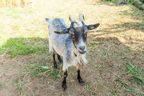 Cute goat relaxing in ranch farm in summer day. Domestic goats grazing in pasture and chewing, countryside background. Goat in natural eco farm growing to give milk and cheese