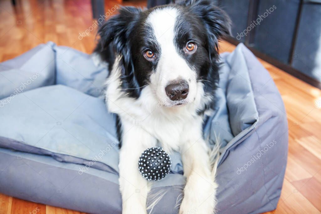 Stay home. Funny portrait of smilling puppy dog border collie lying in dog bed indoors. New lovely member of family little dog at home gazing and waiting. Pet care and animal life quarantine concept