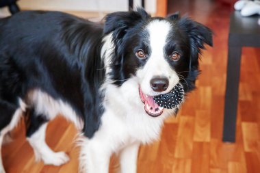 Gülümseyen şirin köpek yavrusunun komik portresi. Ağzında oyuncak top tutan çoban köpeği. Ailemizin yeni sevimli üyesi küçük köpek ev sahibiyle oynuyor. Hayvan bakımı ve hayvan bakımı kavramı