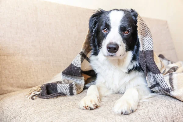 Blijf Thuis Grappig Portret Van Puppy Hondenrand Collie Liggend Bank — Stockfoto