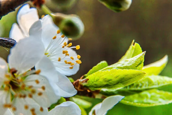 Belle Fleur Cerisier Blanc Fleurs Sakura Macro Fermer Printemps Fond — Photo