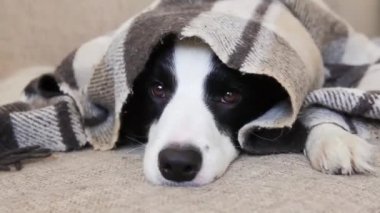 Evde kal. Yavru köpek sınır köpeğinin komik portresi kanepenin altında yatıyordu. Köpek burnu ekosenin altından fırlıyor. Yakından. Hayvan bakımı hayvan hayatı karantina konsepti