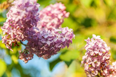 Güzel kokulu mor leylak çiçekleri bahar zamanı. Leylak dallarının makro dallarını kapat, seçici odaklanma. İlham verici doğal çiçek açan bahçe ya da park. Ekoloji doğa manzarası