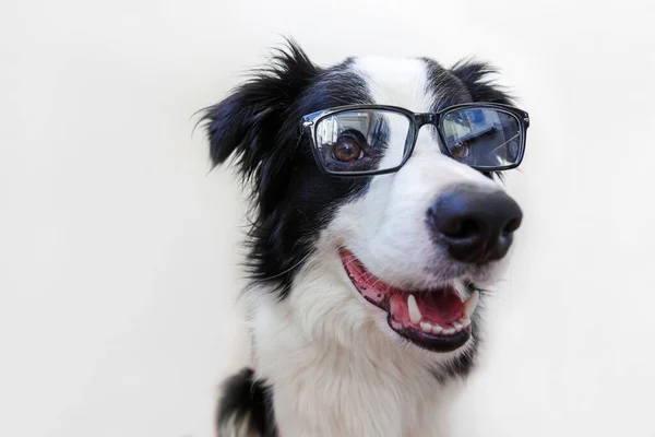 Retrato Estúdio Engraçado Cão Cachorro Sorrindo Borda Collie Óculos Isolados — Fotografia de Stock