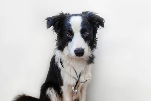Štěně Pes Hraniční Kolie Stetoskopem Izolované Bílém Pozadí Malý Pes — Stock fotografie