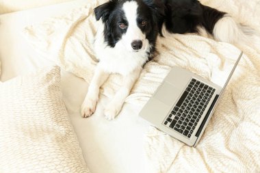 Mobil Ofis evde. Evde dizüstü bilgisayar kullanarak internette gezinen sevimli köpek yavrusu Colie 'nin komik portresi. Evcil hayvan hayatı serbest iş karantina konsepti