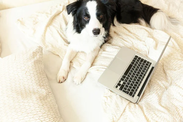 Ufficio Mobile Casa Divertente Ritratto Carino Cucciolo Cane Confine Collie — Foto Stock