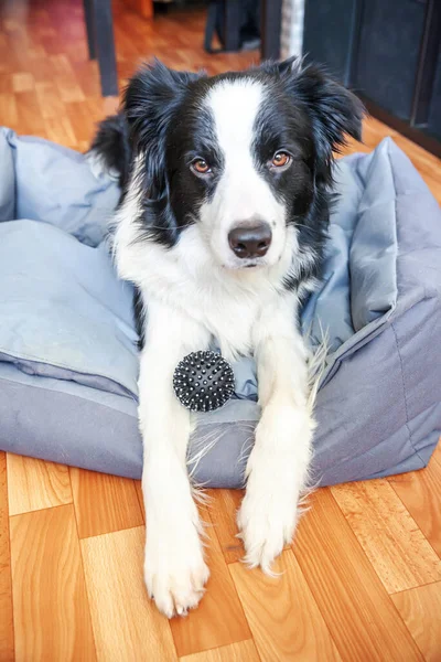 Blijf Thuis Grappig Portret Van Lachende Puppy Hondenrand Collie Liggend — Stockfoto