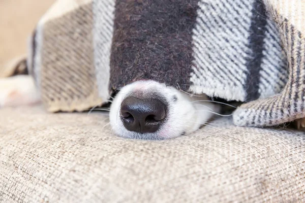 Quédate Casa Divertido Retrato Perro Perrito Frontera Collie Acostado Sofá —  Fotos de Stock