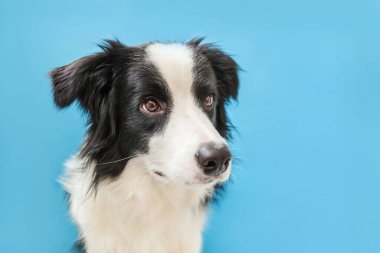 Mavi arka plan üzerinde izole sevimli smilling köpek yavrusu sınır collie Komik stüdyo portresi. Ailenin yeni güzel üyesi küçük köpek bakıyor ve ödül bekliyor. Evcil hayvan bakımı ve hayvan konsepti.
