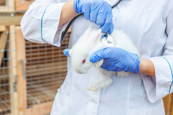 Veterinär Kvinna Med Stetoskop Innehav Och Undersöka Kanin Ranch Bakgrund — Stockfoto