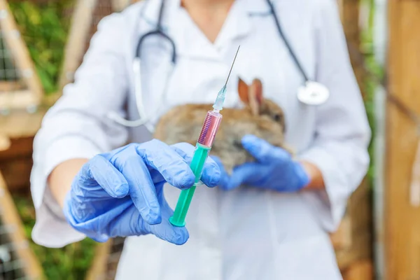 Veterinarian woman with syringe holding and injecting rabbit on ranch background close up. Bunny in vet hands for vaccination in natural eco farm. Animal care and ecological farming concept