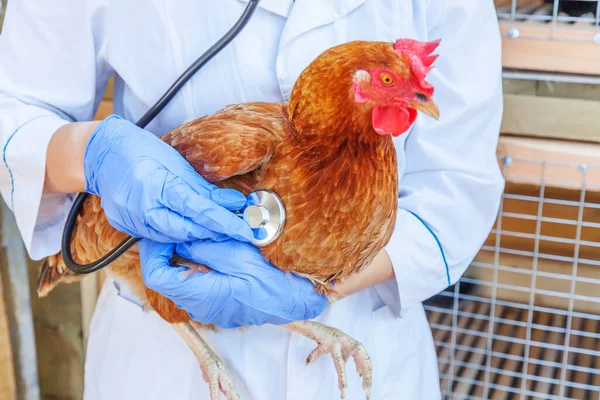 Veterinario Con Estetoscopio Sosteniendo Examinando Pollo Fondo Del Rancho Gallina — Foto de Stock