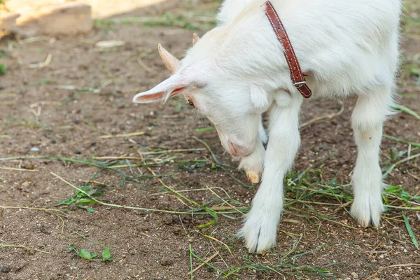 Roztomilé Malé Kozičky Relaxaci Farmě Letním Dni Domácí Kozy Pasoucí — Stock fotografie