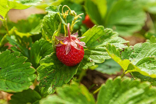 Industriële Teelt Van Aardbeienplanten Bush Met Rijp Rood Fruit Aardbeien — Stockfoto