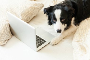 Mobil Ofis evde. Evde dizüstü bilgisayar kullanarak internette gezinen sevimli köpek yavrusu Colie 'nin komik portresi. Evcil hayvan hayatı serbest iş karantina konsepti