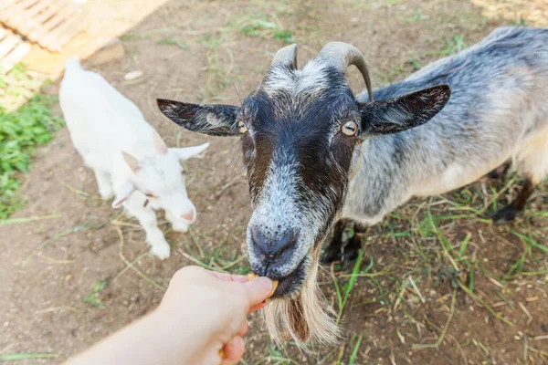 Roztomilý Koza Relaxaci Farmě Letním Dni Jíst Ručně Domácí Kozy — Stock fotografie