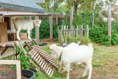 Yaz günü çiftlik çiftliğinde rahatlayan tatlı keçi yavrusu. Otlakta otlayan, çiğneyen, kırsal alanda yaşayan keçiler. Doğal eko çiftliğindeki keçi süt ve peynir vermek için büyüyor.