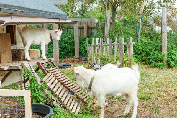 Linda Cabra Chavala Relajarse Granja Rancho Día Verano Cabras Domésticas —  Fotos de Stock