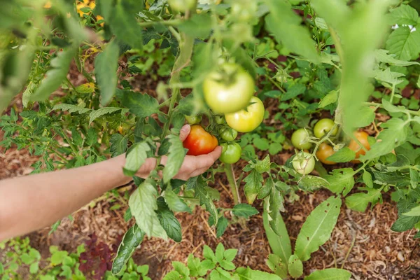 Zahradování Zemědělská Koncepce Žena Zemědělském Podniku Vybírá Čerstvé Zralé Organické — Stock fotografie